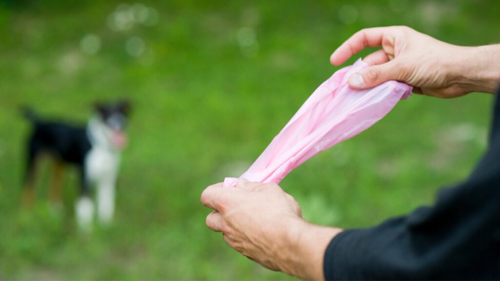 A person unrolling a dog poop bag with a blurry dog waiting in the background. 