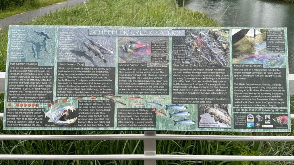 A sign that says "Scheffler Creek Salmon" and pictures the five different types of salmon with descriptions that you can catch around the area. 