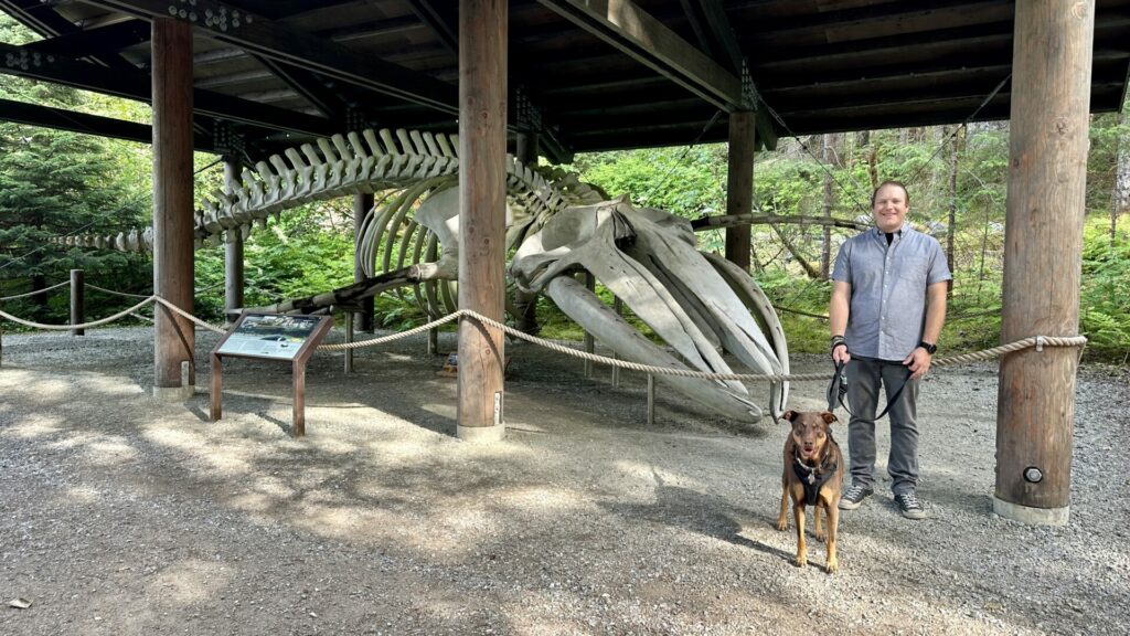 A Man and his dog standing in front of the skeleton of a hump back whale. 