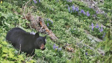 A black bear laying in Olympic National Park.