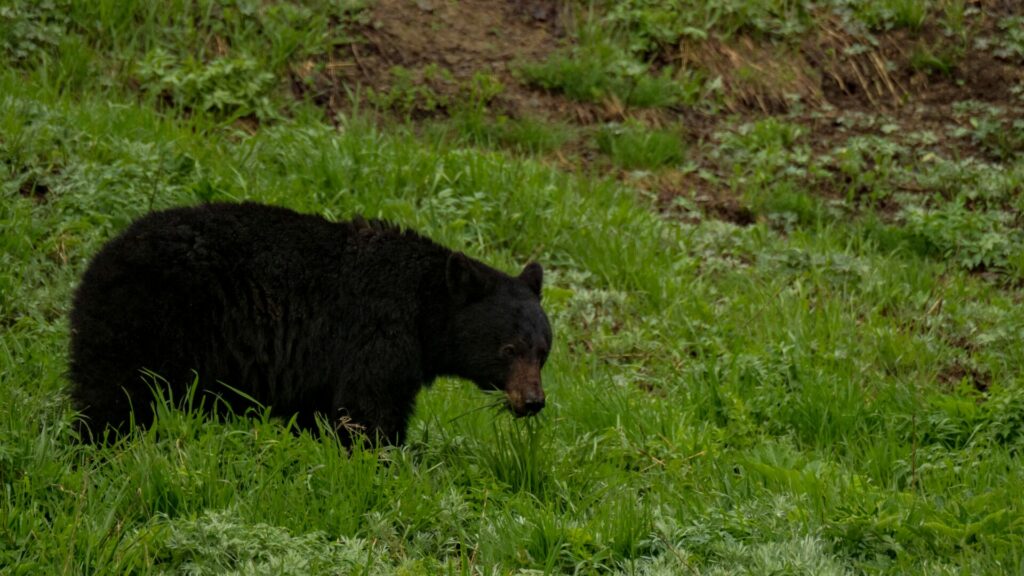 A black bear eating grass in Olympic National Park.