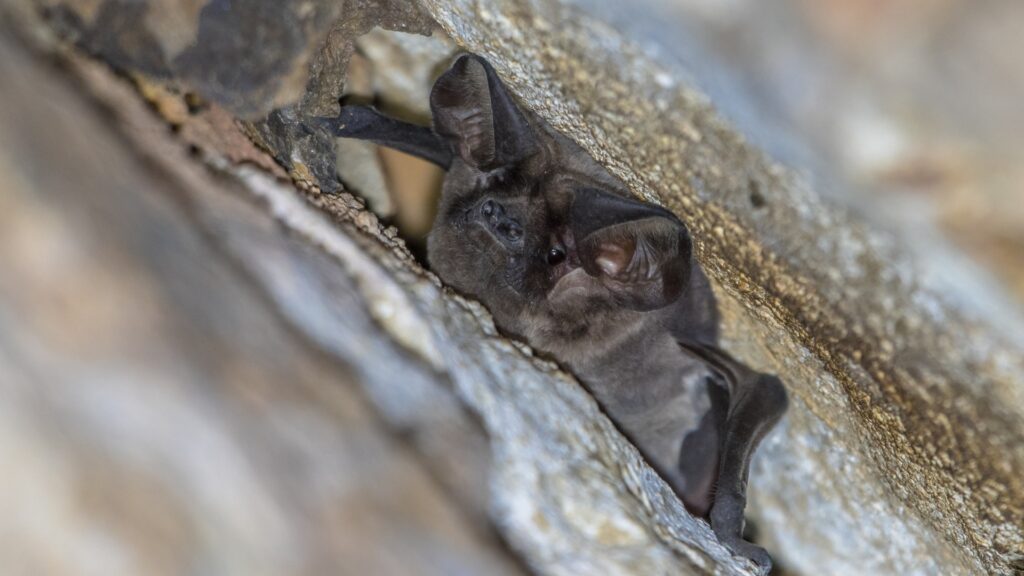 free-tail bat in cliff crevice in zion national park