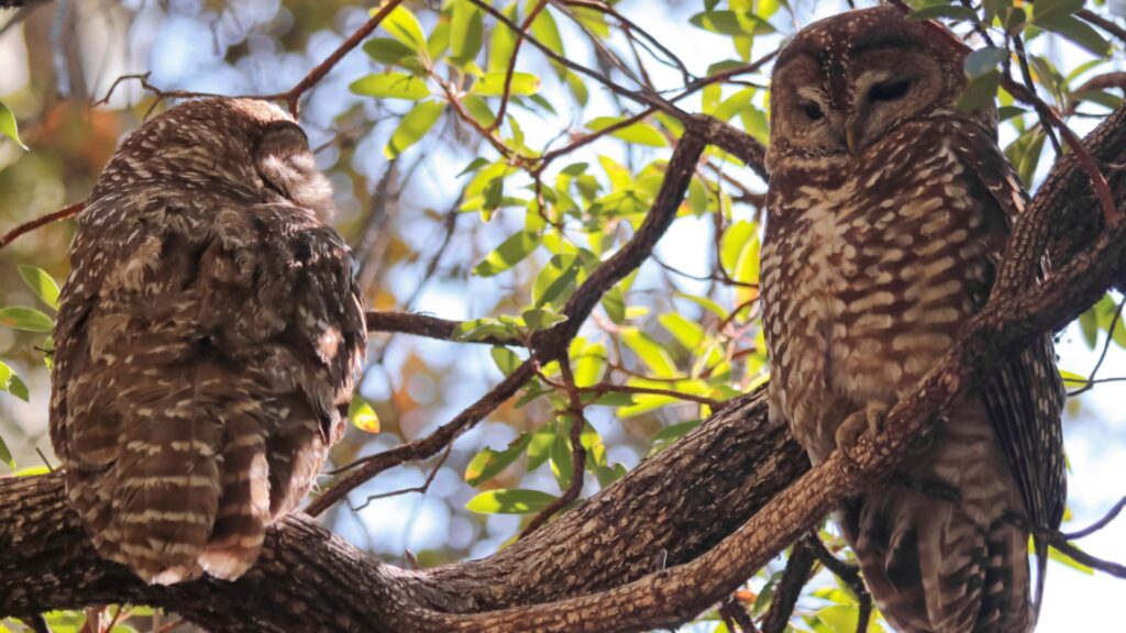 two Mexican Spotted Owl sitting on a branch in zion national park