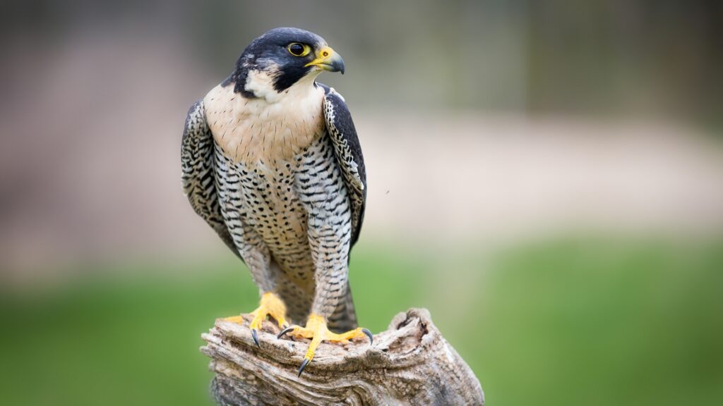 Peregrine falcon sitting on a log in zion national park