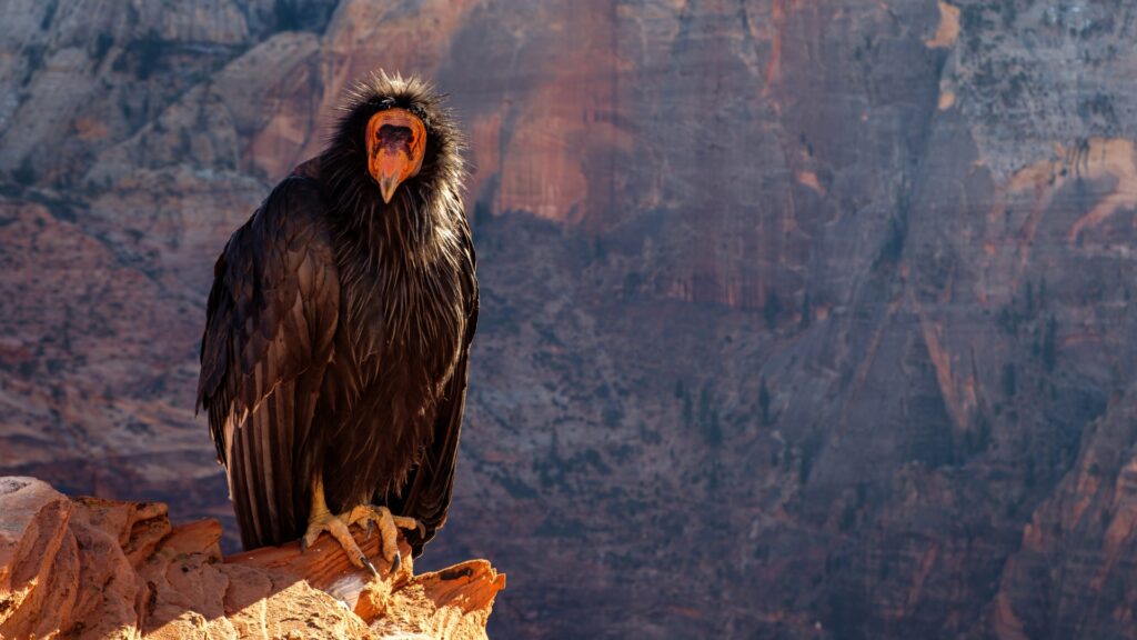California condor sitting on a rock ledge in zion national park