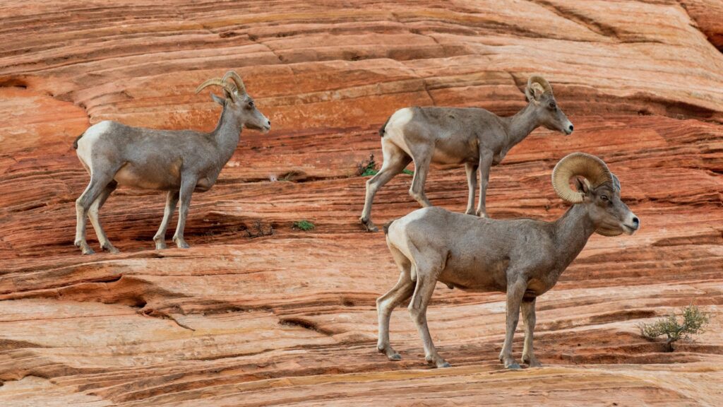 A ram and two ewe big horn sheep standing on red rock ledge of zion national park