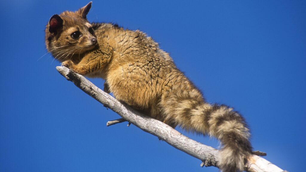 Ringtail cat climbing branch of tree in zion national park