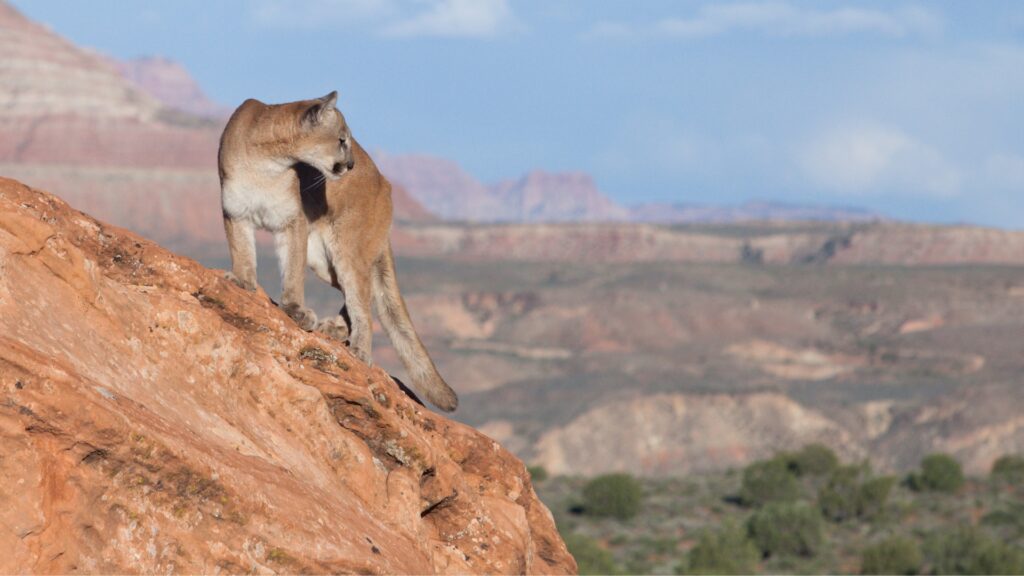 Mountain lion standing on cliff in zion national park