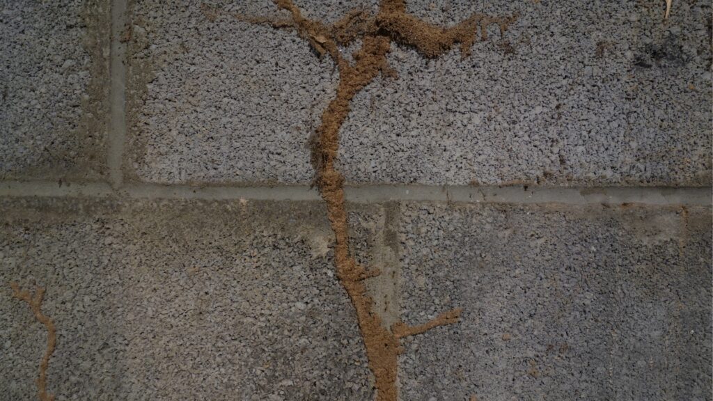 termite mud tube on a concrete block wall