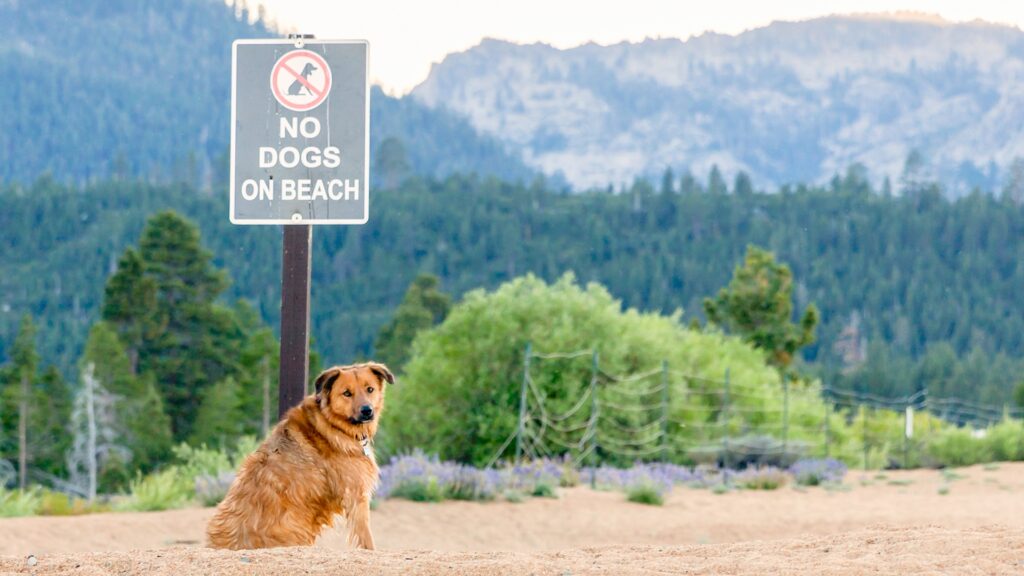 A dog sitting unleashed on a beach with a sign above its head that says "no dogs on beach".
