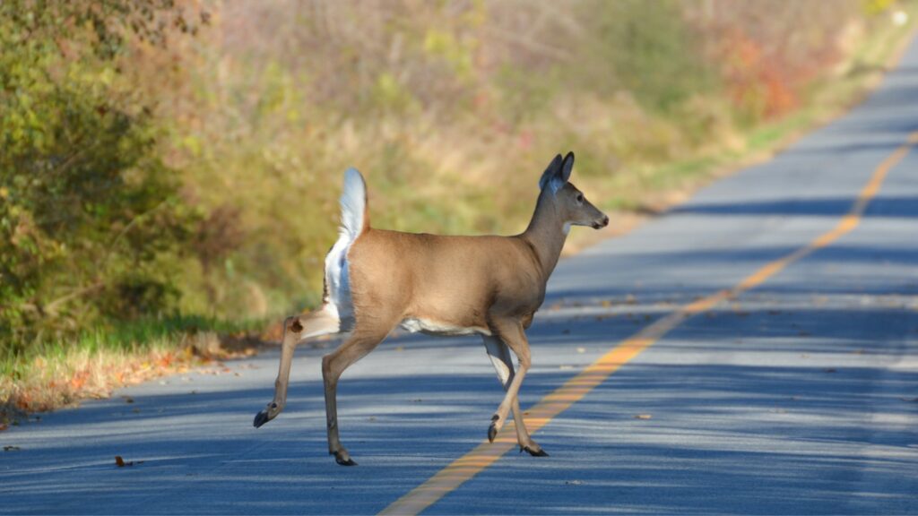 A deer running across a road