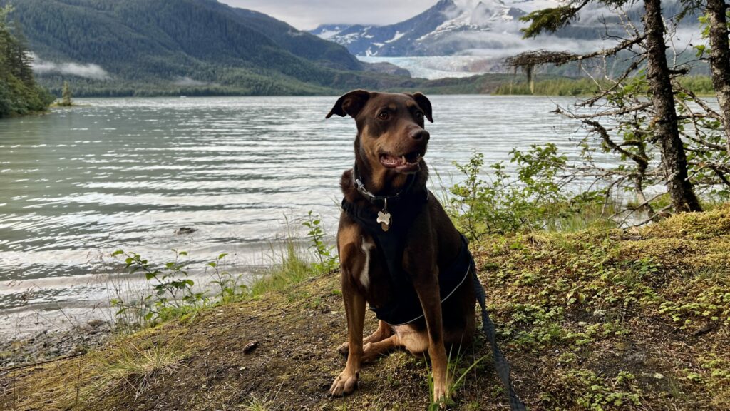 A dog sitting at the edge of a lake with a glacier in the background.