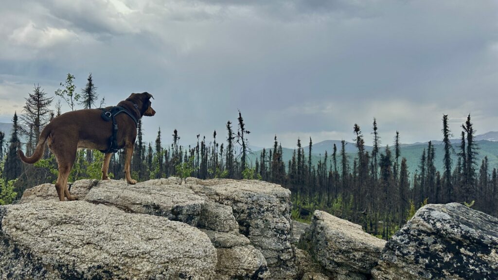 Our dog, Carmen on a rock overlooking the valley at chena hot springs.