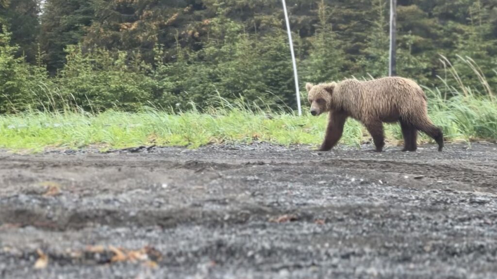 A bear walking in the distance with his head turned looking at the camera. This is the most popular Alaska wildlife animal to spot.