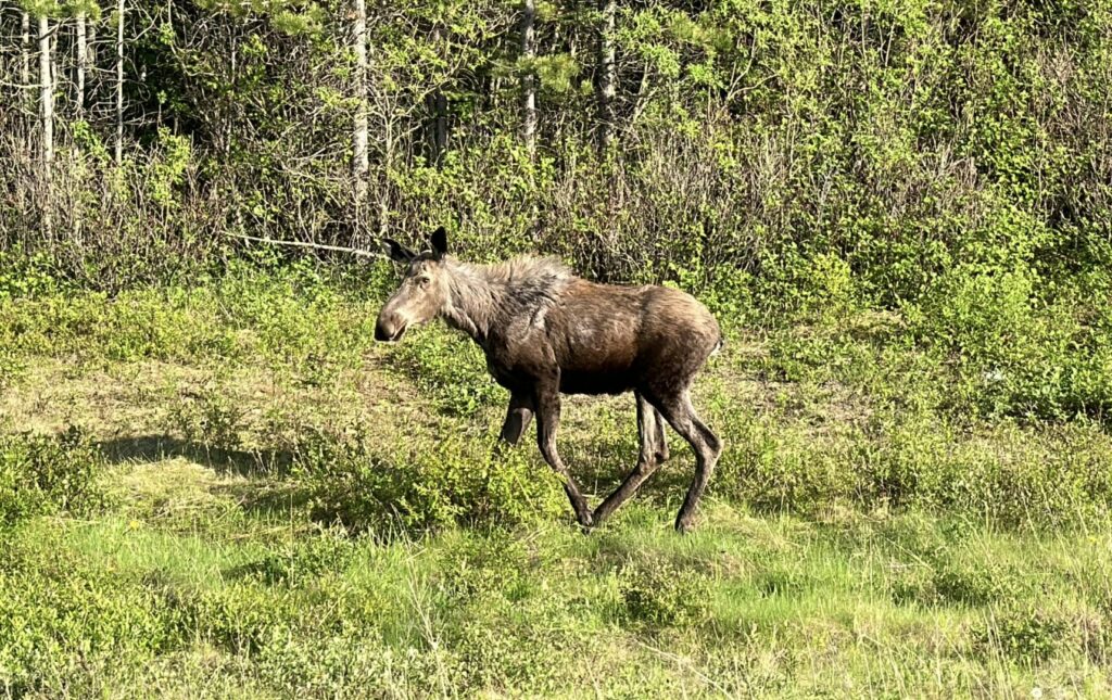 A moose walking through a field, one of the more popular Alaska wildlife animals to spot.