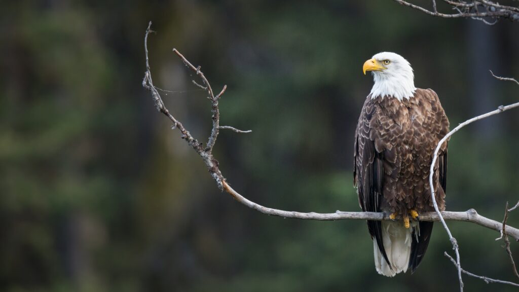 A bald eagle sitting on a branch 