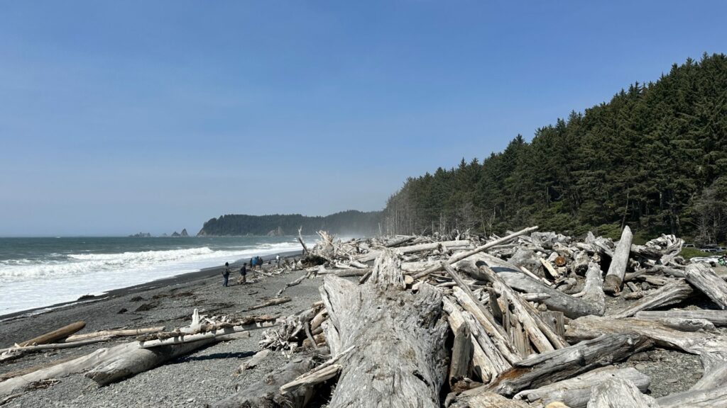 The beach with washed up trees in Olympic National Park.