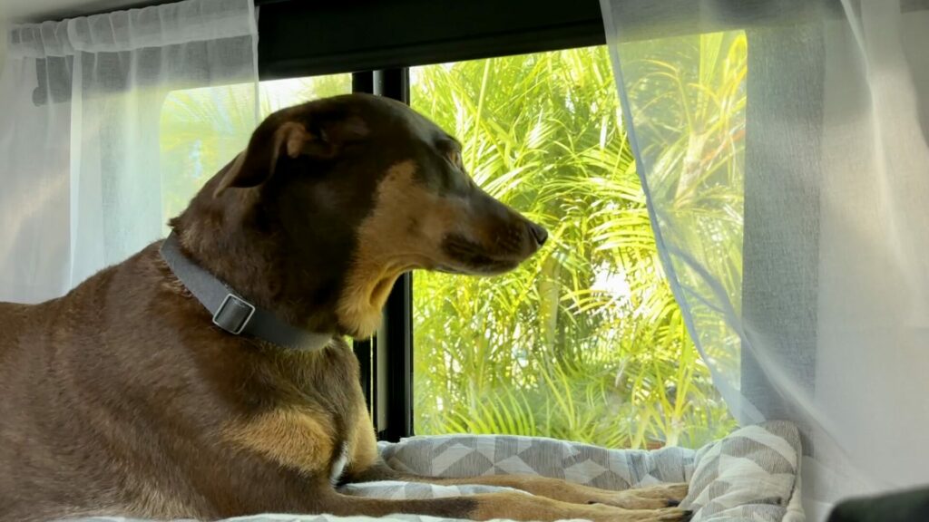 Our dog on our RV mattress in the truck camper looking out the window.