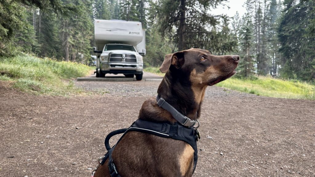 A dog sitting in a campsite with a truck camper in the background.
