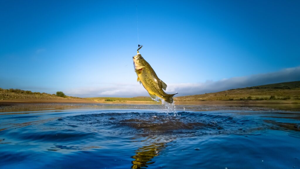 A fish jumping out of the water because he's hooked on a fishing line.