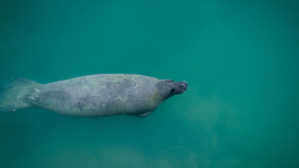 A manatee floating in green water.
