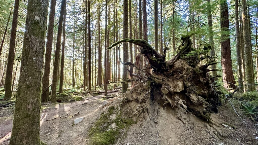 A large tree that has fallen over in Olympic National Park forest with its roots in the air.