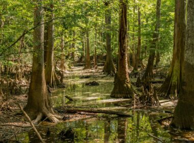 view of Congaree National Park swampy water