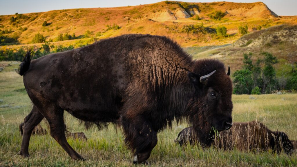 A bison at Theodore Roosevelt National Park with a younger one laying down in the background.