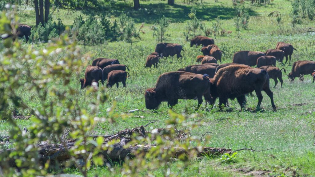 Bison eating grass at wind cave national park.