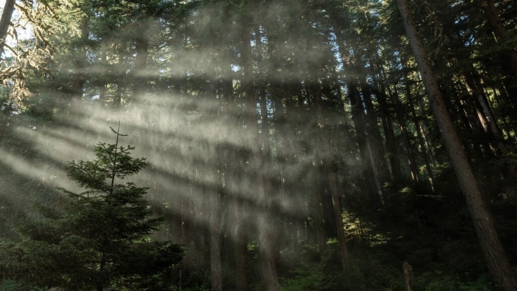 A heavy wooded forest with sunlight streaming in through the trees in Mount Rainier National Park.