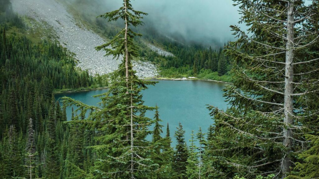 A bright blue lake in the Mount Rainier Natioanl Park with lush green pine trees surrounding it. 