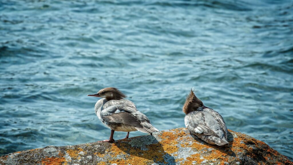 Two common Merganser pair sat atop a rock in front of Lake Superior in Isle Royale National Park.