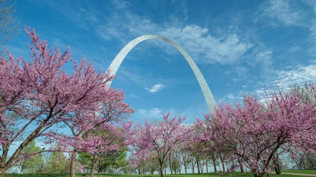 Gateway Arch National Park in the spring with pink flowering trees. 