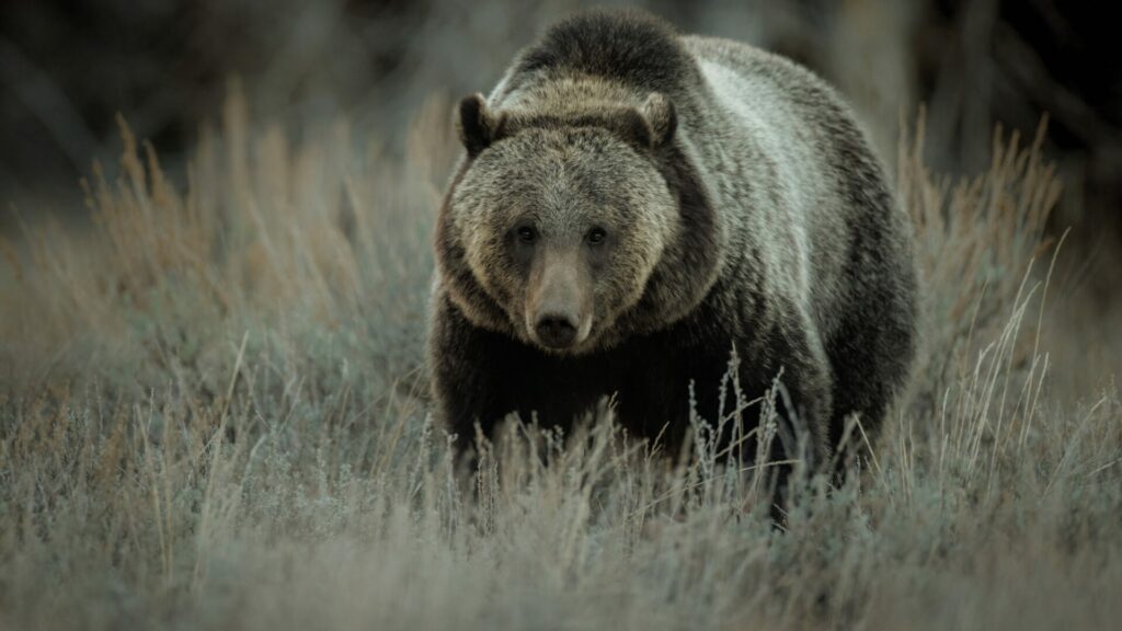 Grizzly Bear in the Grand Teton National Park.