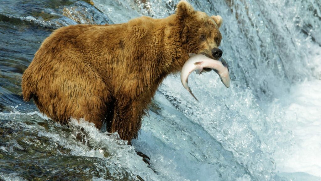 Alaskan bear catching fish. 