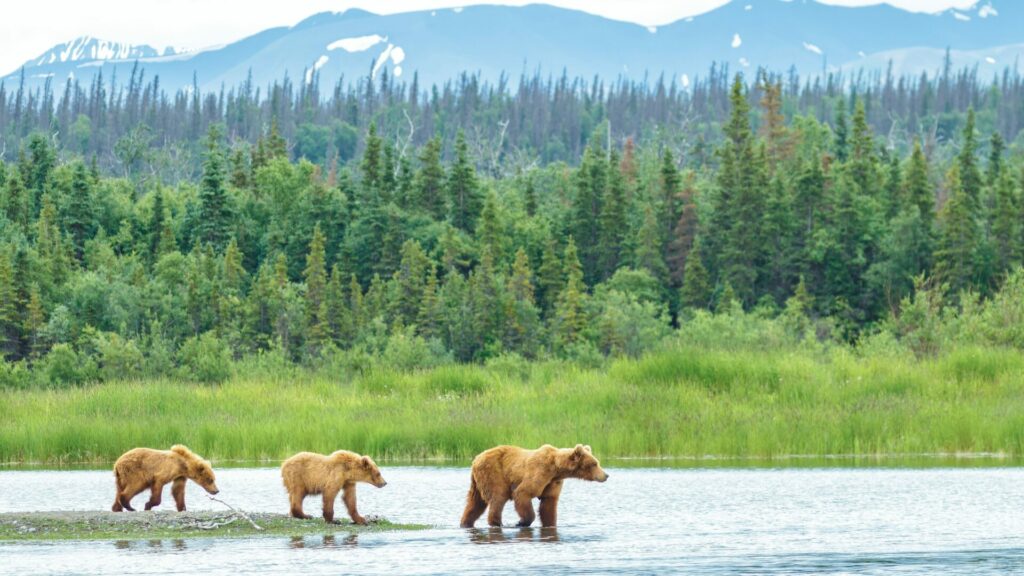 Brown bears walking through a body of water in Alaska.