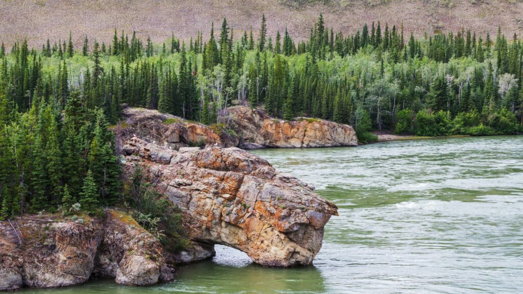 The Klondike River in Alaska with lush pines surrounding the banks. 