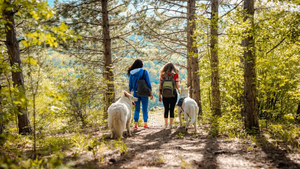 Two people hiking with their dogs in a heavily wooded forest. 