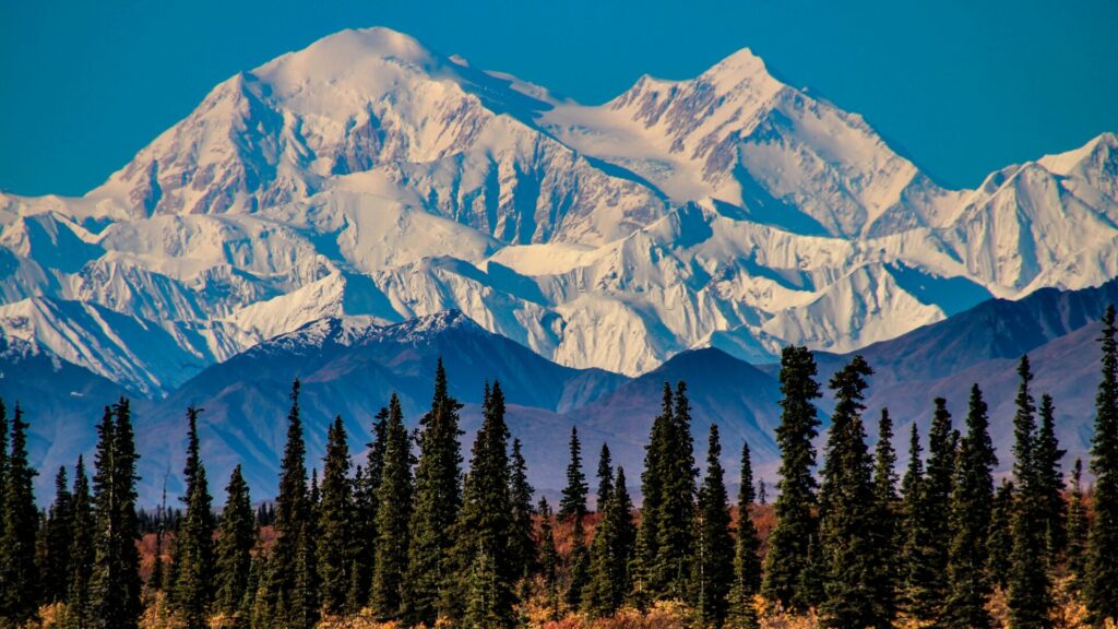 A large snowy mountain range in Denali, Alaska with a pine forest at the base. 