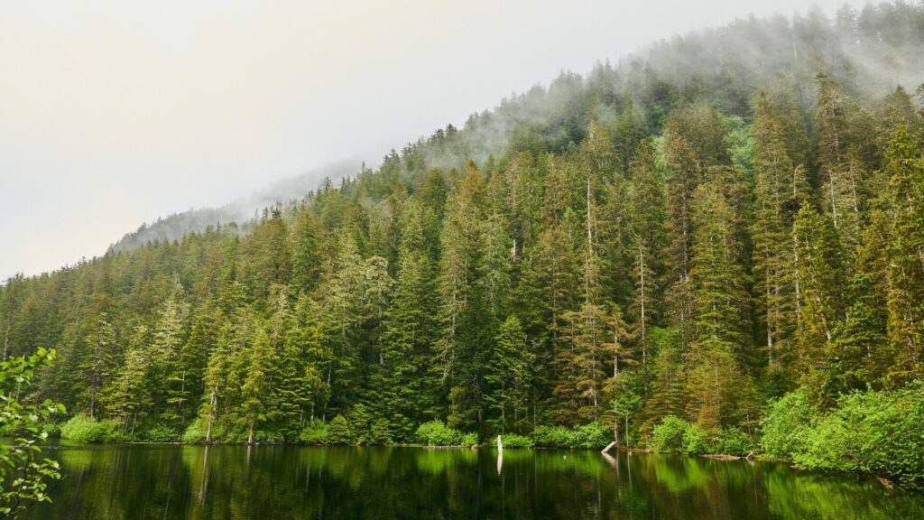 A foggy forest hill with a lake at the bottom in Sitka, Alaska. 