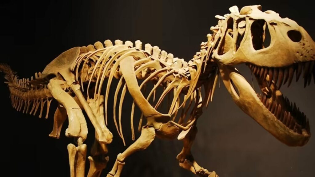 The fossil of a tyranesarous rex displayed in a museum with a black background. 